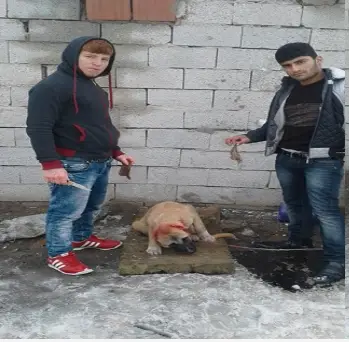 Sign: Justice for Dog with Ears Cut Off for Selfies
